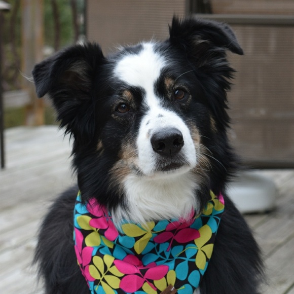 Meet your Posher, Betsy - Picture 3 of 5